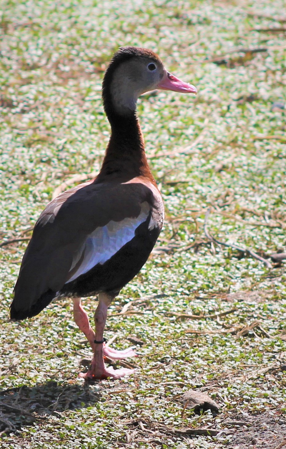 Penners and Feathers