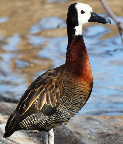 Penners and Feathers